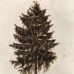 Евгений Андреев, 24.11.1986, Гатчина