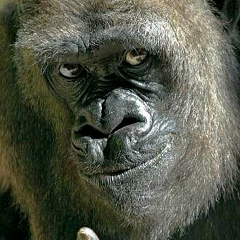 Богдан Боцуляк, 31.08.1981, Гнивань