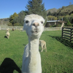 Alexandra Vkk, 29.09.1988, Helsinki