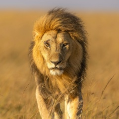 Akzhol Abdullayev, 21.11, Алматы