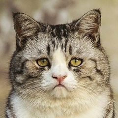 Игорь Раздорский, 06.01