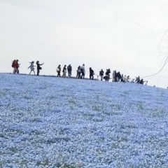 Люсёк Пирожкова, Краснодар