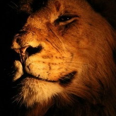 Хасбулат Местоев, 22.06.1992, Назрань