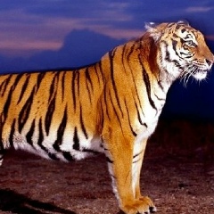 Владимир Осипов, 21.02.1983, Москва