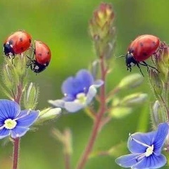 Айбарша Аккалиева, 13.09.1988, Атырау