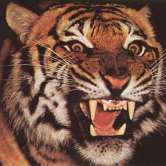 Алмаз Хаертдинов