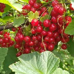 Елена Гольба, Озёры