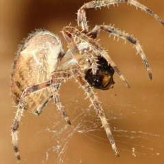 Che Chen, 29.04.1987, Грозный