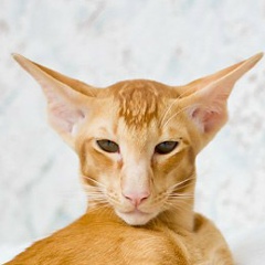 Даниил Марынич, 01.07, Харьков