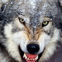 Nurdos Sabyrkhanov, 18.12.1992, Алматы