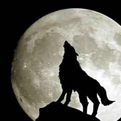 Одинокий Волк, 11.10, Бишкек