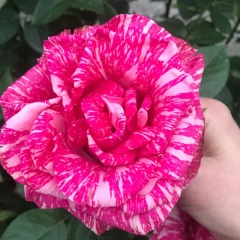 Индира Джамалдинова, Петрозаводск