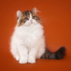 Silk Paradis, 02.01, Братск