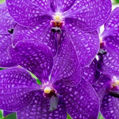 Настя Кудряшова, 12.05.2001, Ulaanbaatar