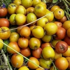 Hnaung-Joe Thant, 03.12.1978, Mandalay