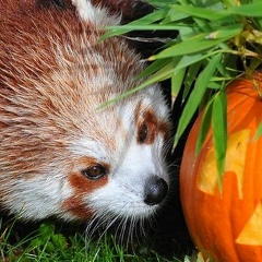 Алексей Alexmay, 01.04, Санкт-Петербург