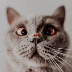 Виктория Румынская, 08.05, Алматы