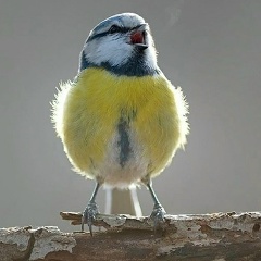 Светлана Редчина, Санкт-Петербург