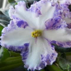 Светлана Рослякова, 12.12, Алматы