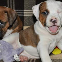 Saveli Beloborodoff, 26.10.1973, Киев