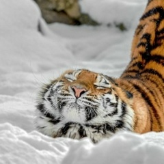 Наталья Калюжная, Санкт-Петербург