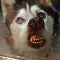 Сергей Решетов, 01.10.1986, Струги Красные