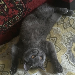 Александр Сидь, 26.06.1994, Краснодар