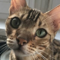 Виктор Валесюк, 24.04.1985, Гродно