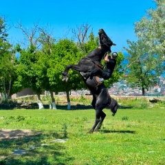 Аюб-Хан Бижоев, 14.05.1992, Грозный
