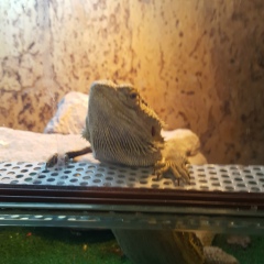 Артём Пономарёв