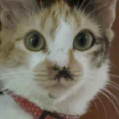 Crisinha Amo Gatos, 27.02