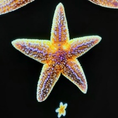 Оксана Волоконская, Москва