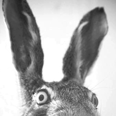 Orxan Nesirov, 23.08.1992, Баку