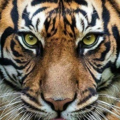 Михаил Месевра, 08.12.1986, Селидово