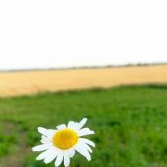 Камилла Ромашкина, 26.04, Amsterdam