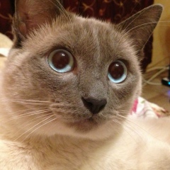 Евгений Коваленко, 26.06.1983, Санкт-Петербург