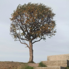 Равиль Рав, 01.06, Москва
