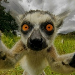 Лев Капитула, 17.12.1981, Минск