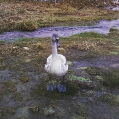 Дарья Сурина, 25.07, Москва