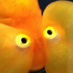 Антон Захаров, 04.01.1986, Санкт-Петербург