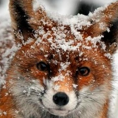 Егор Щукин, 31.12, Вильнюс