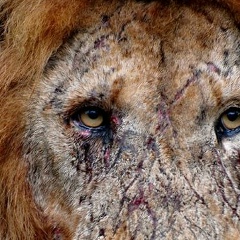 Александр Орешич