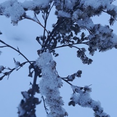 Надежда Иванова, Москва