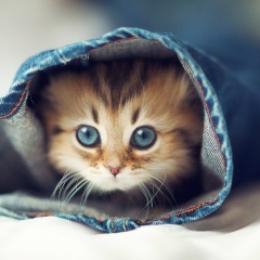 Джабраил Цихашев, 11.05, Грозный