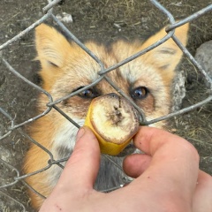 Хитрый Лис, 06.05.2001, Санкт-Петербург