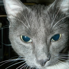 Slaventii O....., 08.06.1983, Йыхви