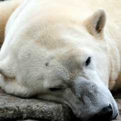 Эдуард Эшба, 27.05.1966, Москва