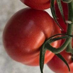 Serdar Babayew, 10.06.1991, Ашхабад