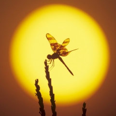 Жанат Надирханова, 26.04.1981, Алматы