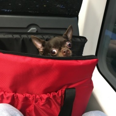 Алеся Каримова, 26.10, New York City